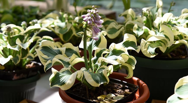 Хостовые миниатюры: как правильно составить композицию в контейнере